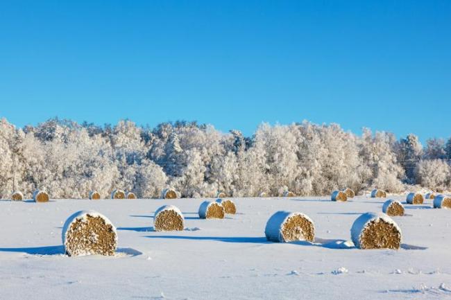 hay-bales-winter_ttphoto_ss.jpg