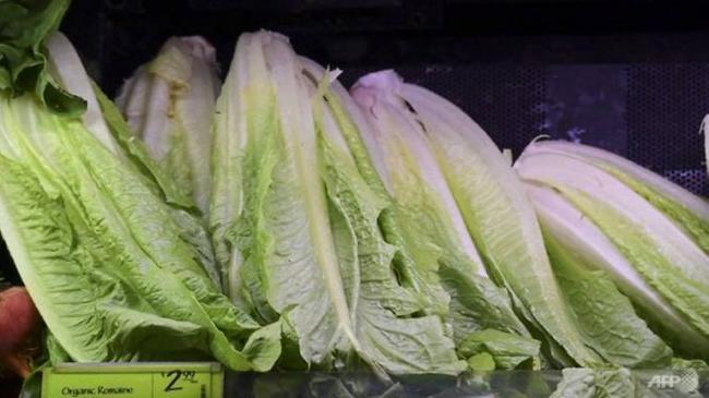 20181121-sg-romaine-lettuce.jpg