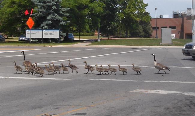 crosswalk geese.jpg